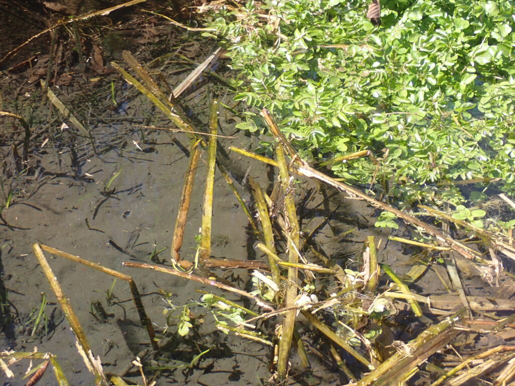 川土手沿いの湧水池の今【動画あり】