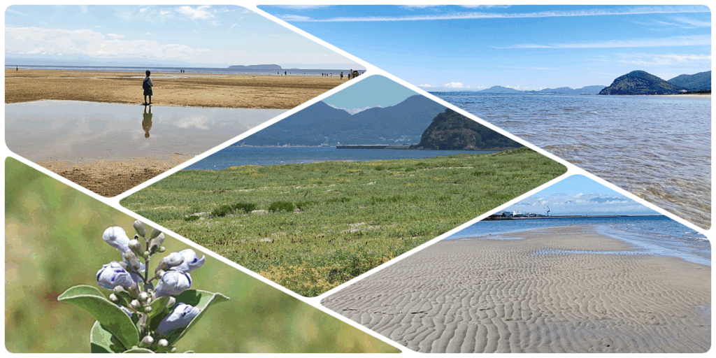 2025.07.21 父母ヶ浜より感動？有明浜の透明な海と瀬戸内最大の浜辺の花畑